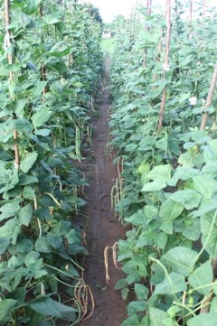 A cultivation of Bonchi mae a vegetable variation introduced by CIC