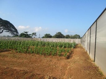 A bringol cultivation