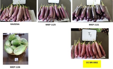 Different bringol varieties developed by CIC, freshly harvested and displayed on a table