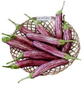 CIC BR 002 Brinjals harvested
