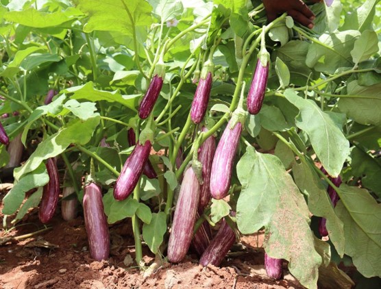 CIC BR 002 Brinjals plant with harvest