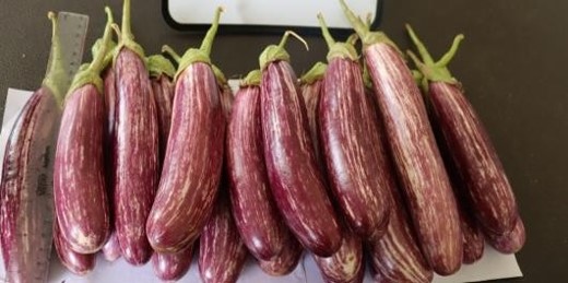 CIC BR 002 Brinjals harvested and displayed on a table