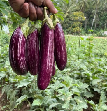 A farmer holding the harvested CIC bringals in hand