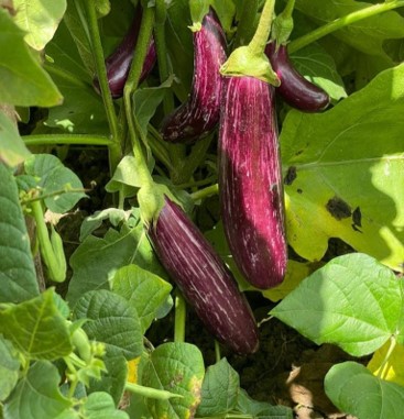 A brinjal plant with fruits