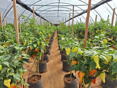 A capsicum plantation inside a poly tunnel