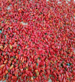 Red capsicum harvested