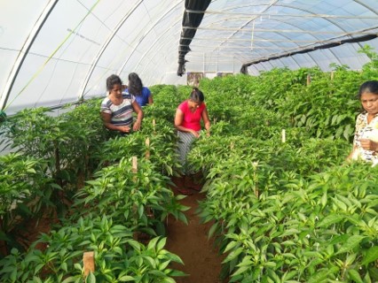 Women harvesting chillies inside a poly tunnel farm