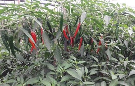 Red and green chillies growing on a chilli plant