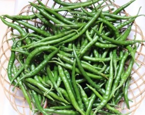 Harvested CIC HP 120 chillies displayed