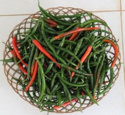 CIC HP 120 chillies displayed