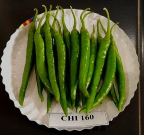 Harvested CIC CHI 160 chillies displayed