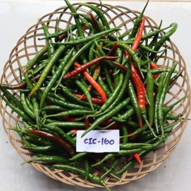 Few CIC CHI 160 chillies displayed
