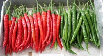 Red and Green Harvested CIC CHI 160 chillies