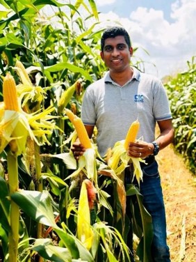 A CIC field officer checking few corns in a corn field