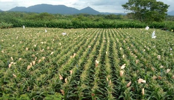 Corn field cultivated with CIC corn seeds