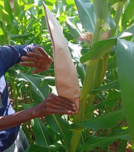A protected corn flower using a cover