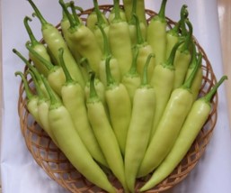 CIC CP 090 Capsicum harvested