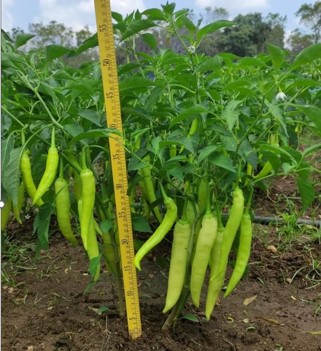 CIC CP 090 Capsicum plant with harvest and a wooden ruler to show plant height
