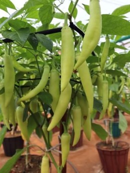 CIC CP 090 Capsicum plant with harvest