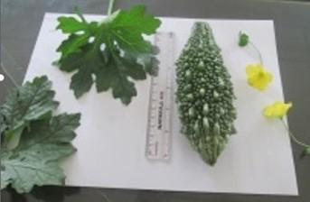 A Bitter gourd fruit harvested that was developed by CIC
