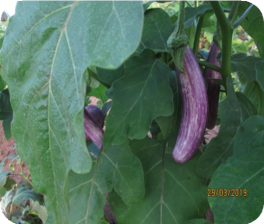 Lena Iri Brinjal fruit – a vegetable variation introduced by CIC