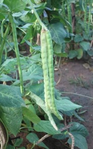 Mus mae a vegetable variation introduced by CIC