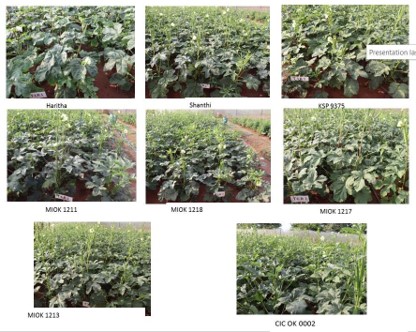 Different variations of Okra plant introduced by CIC