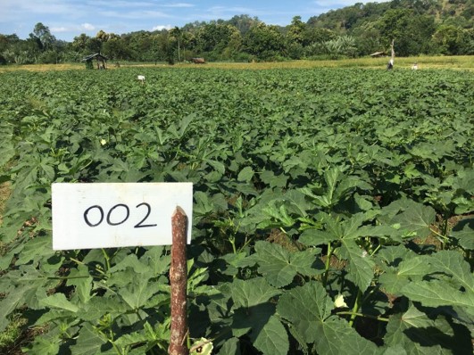 An area planted with CIC Okra OK 002 seeds