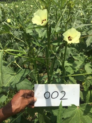 An Okra plant with two flowers