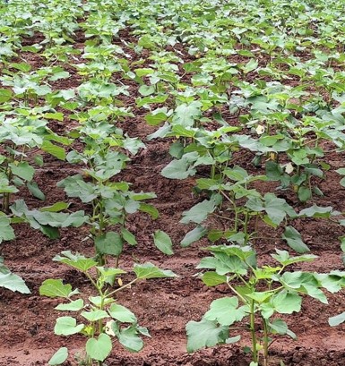 Okra plants planted on soil
