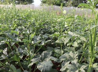 Okra plants