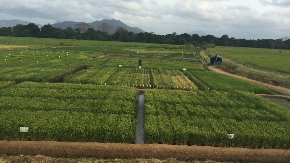 A rice paddy field of CIC rice research centert