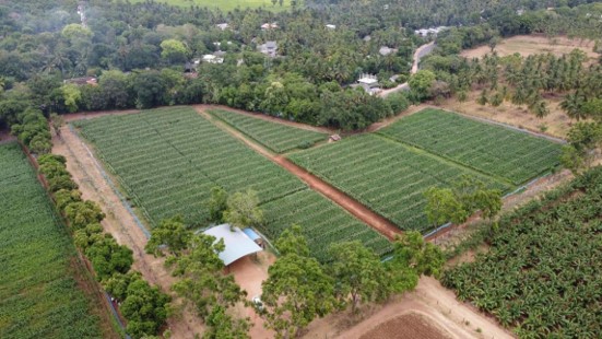 Infrastructure facilities at CIC Seed farm, Hingurakgoda