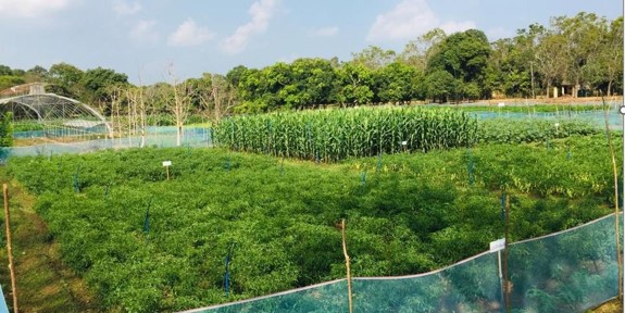 A cultivated area at CIC seed farm, Hingurakgoda