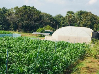 A cultivated area and a poly tunnel at CIC seed farm, Hingurakgoda